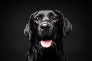 portret van een labrador retriever-hond op een geïsoleerde zwarte achtergrond. foto