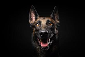 portret van een belgische herdershond op een afgelegen zwarte achtergrond. foto
