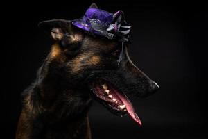 portret van een belgisch herder hond in een hoofdtooi. carnaval of halloween. foto