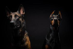 portret van een belgische herdershond en een doberman op een afgelegen zwarte achtergrond. foto