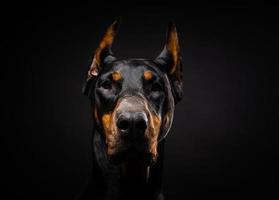 portret van een doberman hond op een afgelegen zwarte achtergrond. foto