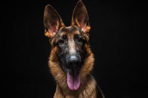 portret van een Duitse herder voor een geïsoleerde zwarte achtergrond. foto