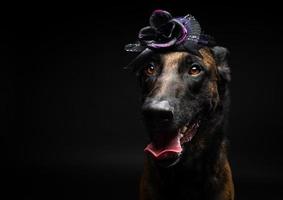 portret van een belgisch herder hond in een hoofdtooi. carnaval of halloween. foto