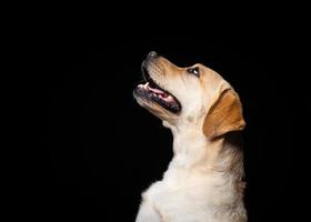 portret van een labrador retriever-hond op een geïsoleerde zwarte achtergrond. foto