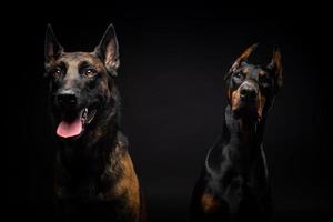 portret van een belgische herdershond en een doberman op een afgelegen zwarte achtergrond. foto