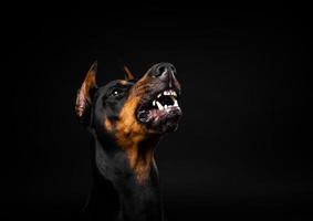 portret van een doberman hond op een afgelegen zwarte achtergrond. foto