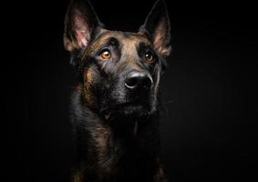 portret van een belgische herdershond op een afgelegen zwarte achtergrond. foto