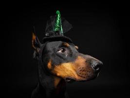 portret van een doberman hond in een hoofdtooi. carnaval of halloween. foto