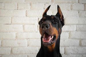 portret van een doberman hond. foto