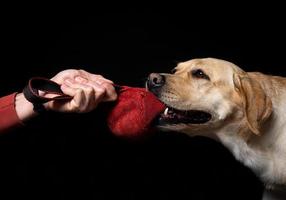 detailopname van een labrador retriever hond met een speelgoed- en de eigenaren hand. foto