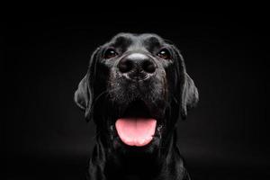 portret van een labrador retriever-hond op een geïsoleerde zwarte achtergrond. foto