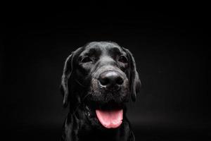 portret van een labrador retriever-hond op een geïsoleerde zwarte achtergrond. foto