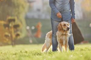 vrouw hebben een wandelen met gouden retriever hond in de park Bij dag foto