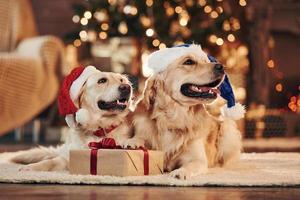 in de kerstman hoeden. twee schattig gouden retrievers samen Bij huis. vieren nieuw jaar foto