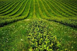 groen veld- met struiken foto