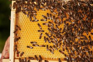 gedetailleerd visie van honingraat vol van bijen. opvatting van bijenteelt foto