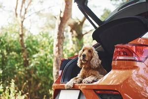 hond is Aan de achterbank van modern auto dat geparkeerd in de Woud foto