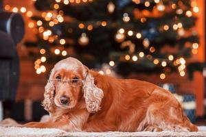 portret van schattig hond binnenshuis in bril in feestelijk Kerstmis versierd kamer foto