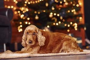 portret van schattig hond binnenshuis in eyewear in feestelijk Kerstmis versierd kamer foto