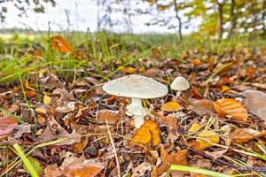 dichtbij omhoog van een knolbladig paddestoel Aan bladerrijk Woud verdieping gedurende dag foto