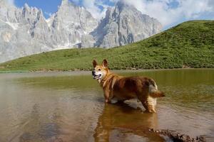 corgi hond buitenshuis foto