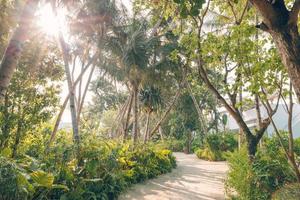 zon stralen exotisch Woud achtergrond. pad door de palm boom oerwoud. tropisch park landschap. palm boom visie. houten loopbrug in natuur. groen zomer bossen. foto