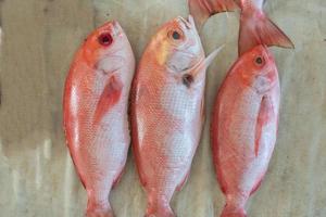 vers rood snapper gevangen door vissers is verkocht in traditioneel markten foto