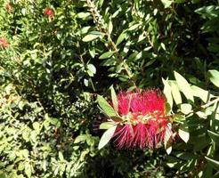 callistemon citrinus, fabriek gebeld borstel boom met rood gekleurde bladeren. foto