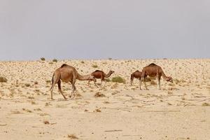 een groep van kamelen in de woestijn. wild dieren in hun natuurlijk leefgebied. wildernis en dor landschappen. reizen en toerisme bestemming in de woestijn. safari in Afrika. foto