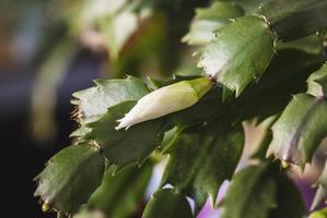 Kerstmis cactus fabriek met wit bloem knoppen, vakantie cactus cultivar detailopname foto