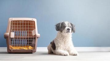 schattig bichon frise hond zittend door reizen huisdier vervoerder, blauw muur achtergrond foto