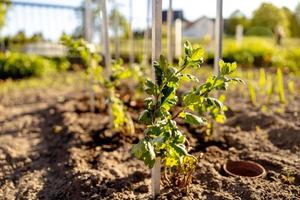 zaailingen groeit omhoog van vruchtbaar bodem in de boer tuin, ochtend- zon schijnt. ecologie en ecologisch evenwicht, landbouw en planten. agrarisch tafereel met spruiten in aarde, dichtbij omhoog. zacht focus. foto