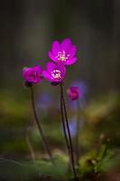 anemoon hepatica in natuurlijk Woud foto