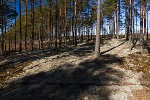 vroeg voorjaar in de moeras foto