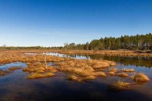 vroeg voorjaar in de moeras foto