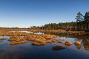 vroeg voorjaar in de moeras foto