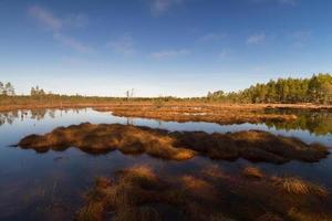 vroeg voorjaar in de moeras foto