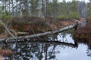 herfst dag Bij de moeras meer foto