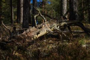 vroeg voorjaar in de moeras foto