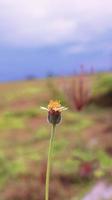 wild bloem in de midden- van een veld- foto