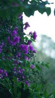 de mooi roze bloemen bloeiend in de tuin in zomer foto