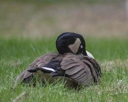 slapen Canadees gans Aan gras in een park foto