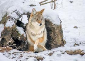 coyote resting in sneeuw foto