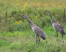 zandheuvel kranen krijsen in een veld- foto