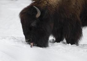 buffel likken sneeuw foto