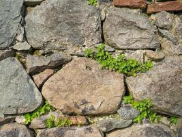 een fabriek Aan een steen muur. planten toenemen Aan een oud steen muur. oud metselwerk. stoffelijk overschot van oude architectuur. foto