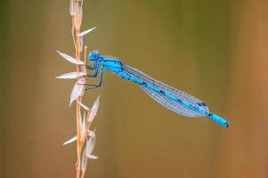 een blauw waterjuffer libel zit Aan een stengel in een weide foto