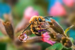 een bij zit Aan een bloem in een weide foto