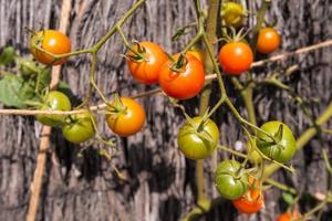 detailopname van biologisch huis gegroeid tomaten in mijn tuin in zuiden van Frankrijk foto