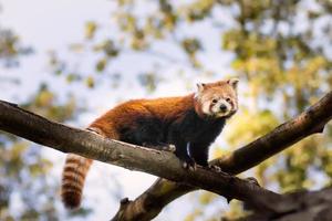 portret van een rood panda zittend Aan een Afdeling in Woud op zoek Bij de camera foto